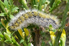 Diacrisia purpurata ; Écaille pourprée (L