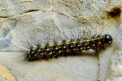 Setina aurita ; Écaille alpine (L