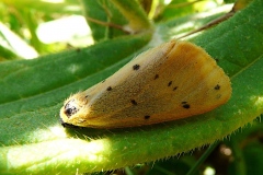Setina irrorella ; Endrosie diaphane (L