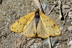 Setina irrorella ; Endrosie diaphane (L