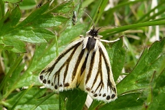 Setina irrorella ; Endrosie diaphane (L
