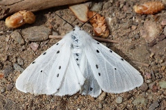 Spilosoma lubricipeda, Ecaille tigrée (L