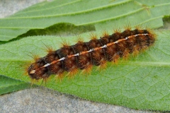 Diacrisia sannio ; Bordure ensanglantée (La), Roussette (La)