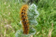 Spilarctia lutea, Écaille Lièvre (L