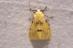 Spilarctia lutea, Écaille Lièvre (L
