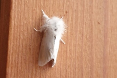 Spilosoma urticae, Écaille de l