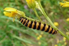 Tyria jacobaeae ; Goutte-de-sang, Carmin (Le)