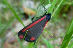 Tyria jacobaeae ; Goutte-de-sang, Carmin (Le)