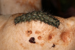 Atolmis rubricollis ; Veuve (La), Collier rouge (Le)