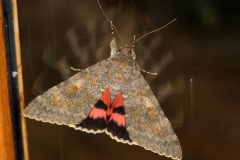 Catocala elocata, Déplacée (La)