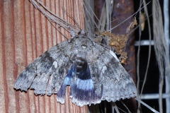 Catocala fraxini, Lichénée bleue (La)