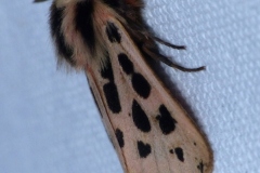 Chelis maculosa ; Écaille maculée (L