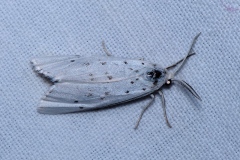 Coscinia cribraria, Crible (Le)