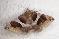 Dysgonia algira, Passagère (La)