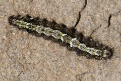 Eilema depressa ; Lithosie ocre (La), Lithosie déprimée (La)