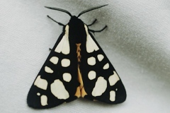 Arctia villica, Écaille fermière (L