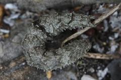 Catocala promissa, Promise (La)