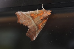 Scoliopteryx libatrix ; Découpure (La) 