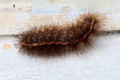 Spilosoma lubricipeda ; Écaille tigrée (L’)