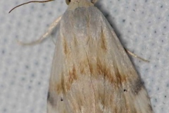 Eublemma ostrina, Anthophile pourprée (L