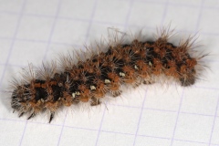 Euplagia quadripunctaria, Écaille chinée (L’)