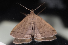 Herminia tarsipennalis, Herminie de la Vigne-blanche (L
