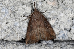 Hypena rostralis, Toupet (Le)
