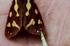 Hyphoraia testudinaria, Écaille des steppes (L