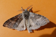 Calliteara pudibunda ; Pudibonde (La), Patte-Etendue (La)
