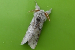 Calliteara pudibunda ; Pudibonde (La), Patte-Etendue (La)