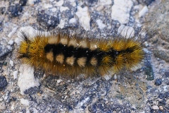 Gynaephora fascelina (Linnaeus, 1758), Bombyx porte-brosses (Le)