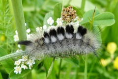 Gynaephora fascelina, Bombyx porte-brosses (Le)