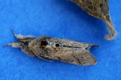 Gynaephora fascelina, Bombyx porte-brosses (Le)