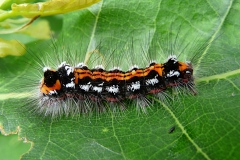 Sphrageidus similis, Cul-doré (Le)