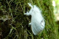 Sphrageidus similis, Cul-doré (Le)