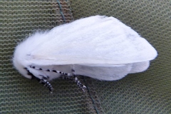 Leucoma salicis ; Bombyx du Saule (Le), Apparent (L
