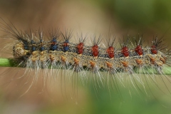 Lymantria dispar ; Disparate (Le), Spongieuse (La), Zigzag (Le)