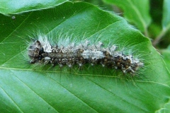 Lymantria monacha, Nonne (La)