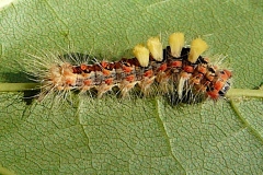 Orgyia antiqua ; Étoilée (L