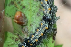 Lithosia quadra, Lithosie quadrille (La)