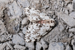 Lymantria monacha, Nonne (La)