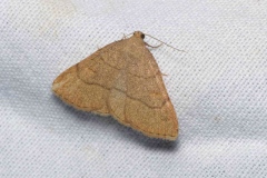 Paracolax tristalis, Herminie dérivée (L