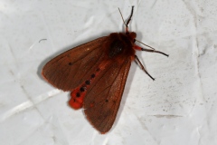 Phragmatobia fuliginosa, Ecaille cramoisie (L