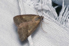 Phytometra viridaria, Noctuelle couleur de bronze (La)