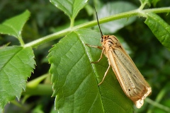 Spiris striata, Ecaille striée (L