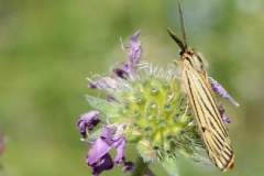 Spiris striata, Ecaille striée (L