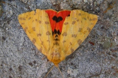 Diacrisia purpurata ; Écaille pourprée (L