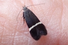Aproaerema taeniolella