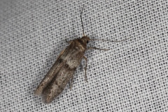 Blastobasis sp.