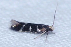 Oxypteryx wilkella, Noctuelle piquée (La)